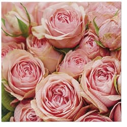 Salvetes, lielās, Lots of Roses, 33x33cm, 2 slāņi, Paw Decor Collection, 20gab./iep.