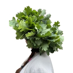 Ozollapu vainags
